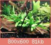         

:  java fern.jpg
:  319
:  80,5 KB