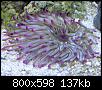         

:  anemone.jpg
:  1867
:  137,4 KB