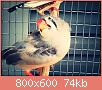         

:  aviary-image-1469798029046.jpg
:  218
:  74,0 KB