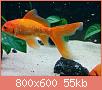        

:  pic 1.jpg
:  453
:  54,9 KB