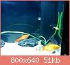         

:  b. fish 1.jpg
:  285
:  50,7 KB