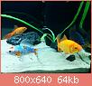         

:  fish 1.jpg
:  300
:  64,0 KB