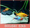         

:  fish 2.jpg
:  315
:  63,0 KB