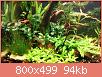         

:  new plants.jpg
:  243
:  94,4 KB