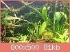         

:  anubia.jpg
:  285
:  81,0 KB