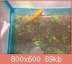         

:  fish 3.jpg
:  643
:  88,5 KB