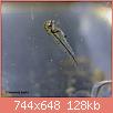         

:  goldfish fry 0dph 3.jpg
:  461
:  127,9 KB