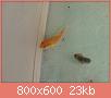         

:  fish 1.jpg
:  243
:  23,1 KB