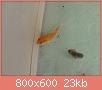         

:  fish 1.jpg
:  312
:  23,1 KB