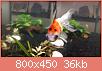         

:  pterygio_exw.jpg
:  239
:  36,1 KB