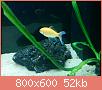         

:  fish 1.jpg
:  363
:  51,9 KB