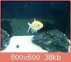         

:  fish 2.jpg
:  369
:  38,1 KB
