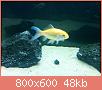         

:  fish 3.jpg
:  359
:  47,5 KB