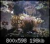         

:  koralli05.JPG
:  297
:  197,7 KB