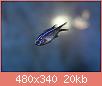         

:  chromis_chromis.jpg
:  380
:  19,7 KB