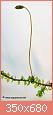         

:  Moss-Sporophyte-02.jpg
:  256
:  16,2 KB