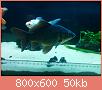         

:  IMG_20170115_223802-1600x1200.jpg
:  378
:  50,5 KB