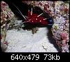         

:  billy reef 151 (Small).jpg
:  205
:  72,8 KB