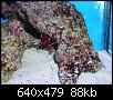         

:  billy reef 154 (Small).jpg
:  181
:  88,0 KB