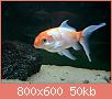         

:  s3.jpg
:  329
:  50,2 KB