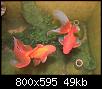         

:  goldfish.jpg
:  959
:  48,6 KB