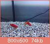         

:  19551660_1476458172400743_1602664519_o.jpg
:  413
:  74,0 KB