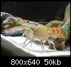         

:  P5260013.jpg
:  303
:  49,6 KB