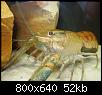         

:  P5280046.jpg
:  262
:  52,4 KB