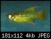         

:  fish.jpg
:  313
:  4,1 KB