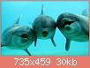         

:  sn-dolphins-thumb-800xauto-12067.jpg
:  600
:  30,2 KB