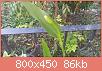         

:  plant.jpg
:  559
:  86,4 KB