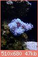         

:  first coral.jpg
:  172
:  47,5 KB