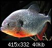         

:  amazon-animals-piranha.jpg
:  1143
:  40,2 KB