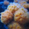 Name:  phoca_thumb_m_cover 1 435.jpg
Views: 1616
Size:  4,1 KB
