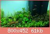         

:  cabomba aquatica.jpg
:  664
:  61,0 KB