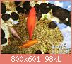         

:  pond 2.jpg
:  599
:  98,3 KB