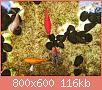         

:  pond 3.jpg
:  568
:  116,2 KB