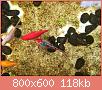         

:  pond 4.jpg
:  566
:  118,2 KB
