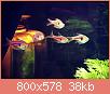        

:  S80121-12121156.jpg
:  283
:  38,1 KB