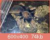         

:  tar3.jpg
:  568
:  73,6 KB