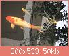         

:  27398757_1153332058130423_764998194_o.jpg.b1878ca08769048939cdbb3d3f210ed0.jpg
:  494
:  50,3 KB