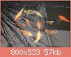         

:  27989681_1162001283930167_1161068049_o.thumb.jpg.72ef46e9df4881f075bdfad38b14d2f0.jpg
:  489
:  56,6 KB