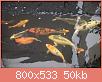         

:  27989682_1162002553930040_269667303_o.thumb.jpg.080458cdcf8b80bb68491776f131b8fc.jpg
:  478
:  49,7 KB