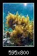         

:  sea plants.jpg
:  331
:  225,5 KB