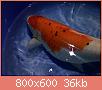         

:  29954956_981184515390247_1918889863_o.jpg
:  331
:  36,0 KB