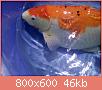         

:  29955670_981184512056914_766547050_o.jpg
:  309
:  46,0 KB