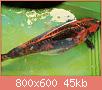         

:  30070186_981179312057434_1002828965_o (1).jpg
:  334
:  45,3 KB