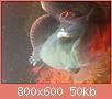         

:  4332E83F-8F06-4F3B-B2EB-BFDCBEEC861E.jpg
:  198
:  50,0 KB