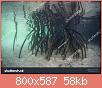         

:  stock-photo-specialized-prop-roots-descend-from-red-mangrove-trees-rhizophora-sp-in-a-mangrove-f.jpg
:  936
:  58,2 KB
