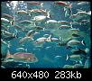         

:  Crete_Aquarium005.jpg
:  324
:  283,3 KB